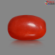 Italian Red Coral 5.67 cts