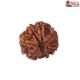 Natural 8 Mukhi Rudraksha