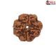 Natural Nepali 4 Mukhi Rudraksha