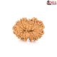 Natural Nepali 12 Mukhi Rudraksha