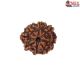Natural 8 Mukhi Rudraksha