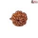 Natural Ganesha Rudraksha 