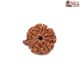 Natural Ganesha Rudraksha 