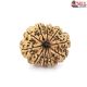 Natural Nepali 10 Mukhi Rudraksha 
