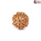 Seven Mukhi Rudraksha 11.60 carat