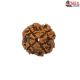 Natural Nepali 4 Mukhi Rudraksha