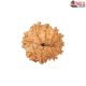 Natural Nepali 11 Mukhi Rudraksha
