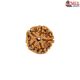 Natural 5 Mukhi Rudraksha 