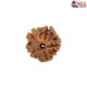 Natural 5 Mukhi Rudraksha 