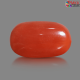 Italian Red Coral 6.61 cts