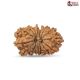 15 Mukhi Rudraksha 24 mm