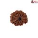 Natural 8 Mukhi Rudraksha
