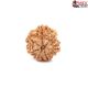 Seven Mukhi Rudraksha 13.20 carat