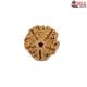 Natural 5 Mukhi Rudraksha 