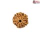 Natural 5 Mukhi Rudraksha 