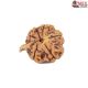 Natural Ganesha Rudraksha 