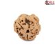 Natural Nepali 3 Mukhi Rudraksha
