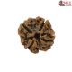 Natural Nepali 4 Mukhi Rudraksha