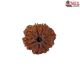 Natural 8 Mukhi Rudraksha
