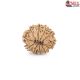 Natural Nepali 10 Mukhi Rudraksha 