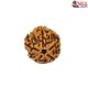 Natural 5 Mukhi Rudraksha 