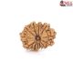Natural Nepali 12 Mukhi Rudraksha