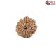 Natural Nepali 10 Mukhi Rudraksha 