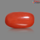 Italian Red Coral 5.71 cts