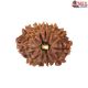 Natural Nepali 11 Mukhi Rudraksha