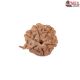 Natural Ganesha Rudraksha 