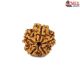 Natural 5 Mukhi Rudraksha 