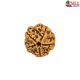 Natural 5 Mukhi Rudraksha 
