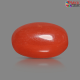 Italian Red Coral 6.02 cts