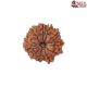 Natural Nepali 11 Mukhi Rudraksha