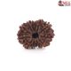 Natural Nepali 12 Mukhi Rudraksha