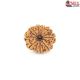 Natural Nepali 10 Mukhi Rudraksha 