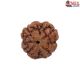 Natural Nepali 4 Mukhi Rudraksha