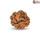 1 Mukhi Under Developed Rudraksha 16 MM