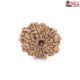 Natural Nepali 12 Mukhi Rudraksha