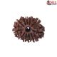 Natural Nepali 11 Mukhi Rudraksha
