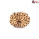 Natural Nepali 12 Mukhi Rudraksha