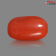 Italian Red Coral 7.24 cts