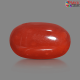 Italian Red Coral 6.37 cts