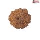 Natural Nepali 11 Mukhi Rudraksha
