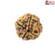 Natural Nepali 4 Mukhi Rudraksha