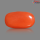 Italian Red Coral 5.16 cts
