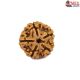 Natural 5 Mukhi Rudraksha 