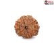 Seven Mukhi Rudraksha 16.50 carat