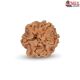 1 Mukhi Under Developed Rudraksha 17 MM