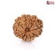 Natural Nepali 11 Mukhi Rudraksha
